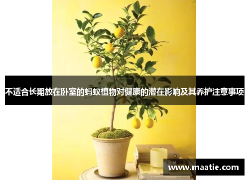 不适合长期放在卧室的蚂蚁植物对健康的潜在影响及其养护注意事项
