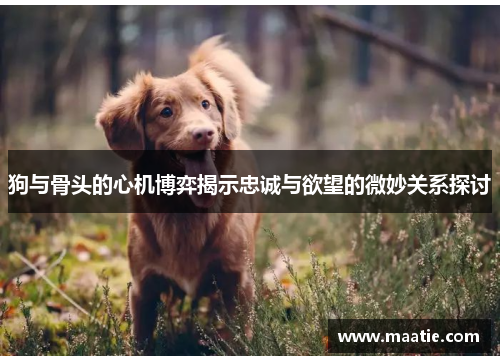狗与骨头的心机博弈揭示忠诚与欲望的微妙关系探讨